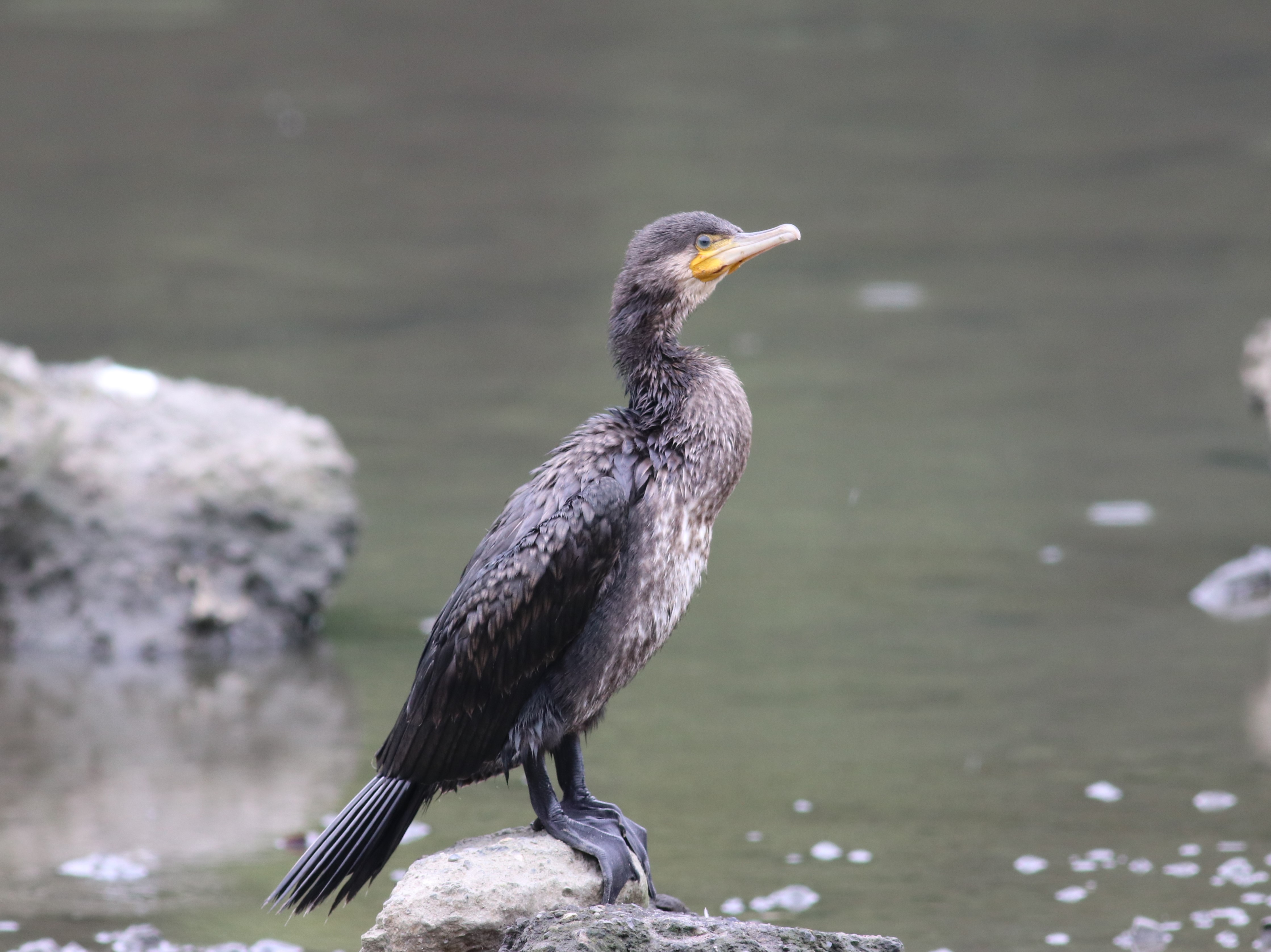 水辺のカワウ